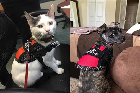 Can a Cat Be a Service Animal? And Why Not a Goldfish?