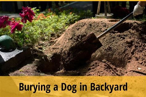 Can I Bury My Pet in My Backyard? And What If My Neighbor's Cat Starts Digging?