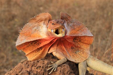 Can You Have a Frilled Lizard as a Pet? And Why Do They Look Like They’re Always Ready for a Tea Party?