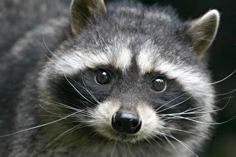 Can You Keep a Raccoon as a Pet, and Why Do They Always Look Like They’re Planning Something?