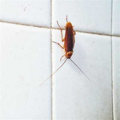 Do Roaches Travel from House to House? And Why Do They Always Seem to Know Where the Snacks Are?