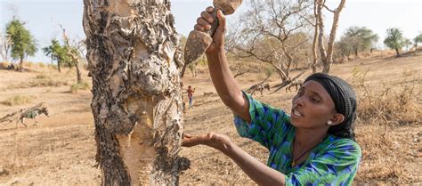 Il Rinascimento Kanuri: Un Fiore nel Deserto del Sahel nell'11° Secolo