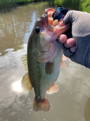 Is Bass Fishing Good After Rain: Exploring the Myth and Reality