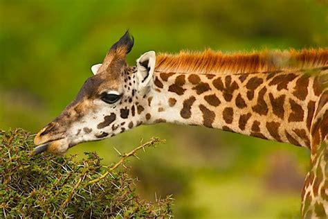 What Animal Eats Giraffes? And Why Do Giraffes Wear Scarves in the Desert?