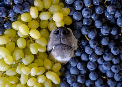 What Animal Eats Grapes: A Journey Through the Vineyard of Curiosity