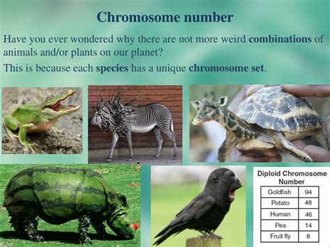 What Animal Has the Least Chromosomes? And Why Do We Even Care?