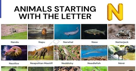 What Animal Starts with N: A Journey Through Nature's Nomenclature