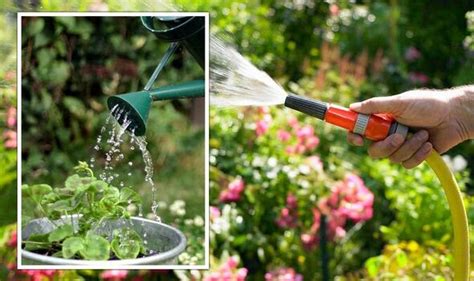 What is the Best Time to Water Plants in Hot Weather, and Why Do Some People Think Watering at Midnight Makes Plants Glow?