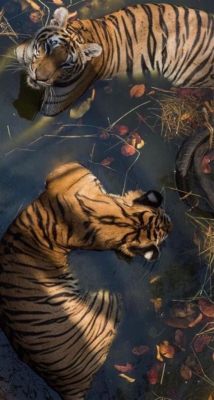 Where Can I Pet a Tiger: Exploring the Wild and the Imaginary