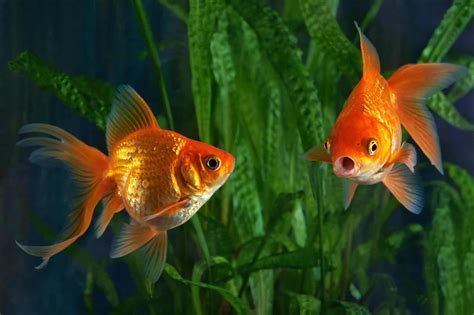 Where is the closest pet store, and why do goldfish seem to know the answer?